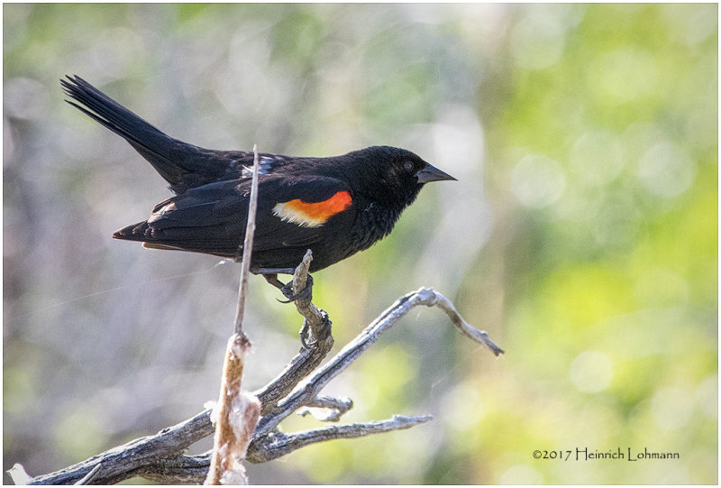 K411783-Red-winged Blackbird.jpg