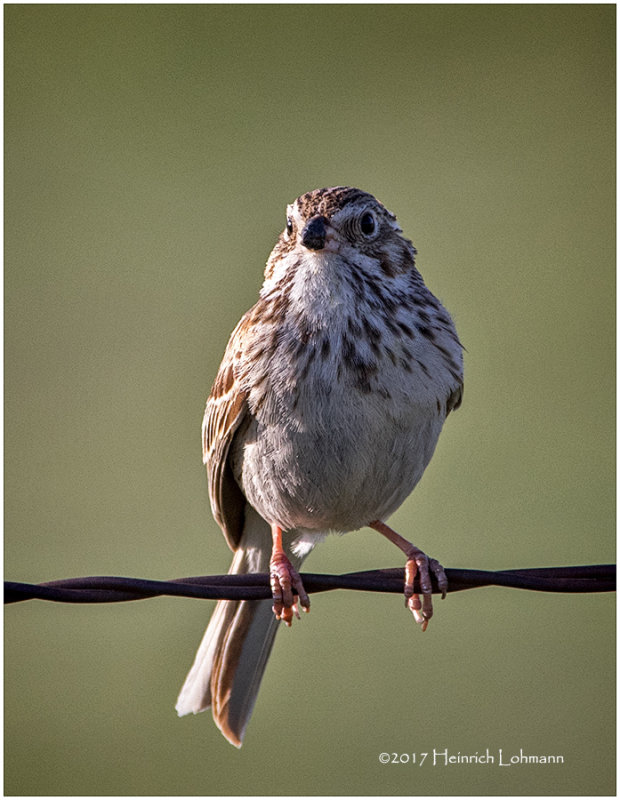 K411835-Savannah Sparrow.jpg