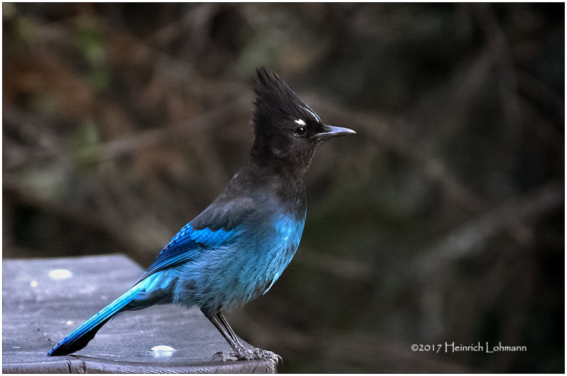 K411923-Stellers Jay.jpg