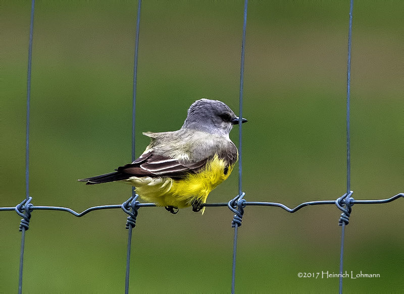 K412103-Western Kingbird.jpg