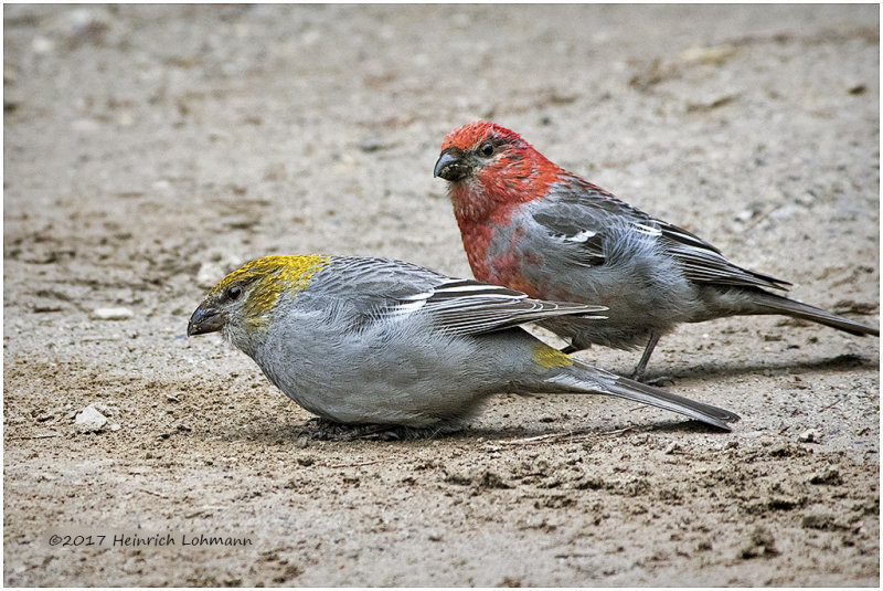 K413237-Pine Grosbeaks.jpg