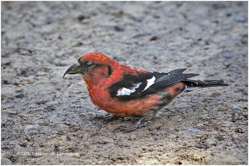 K413554-White-winged Crossbill.jpg
