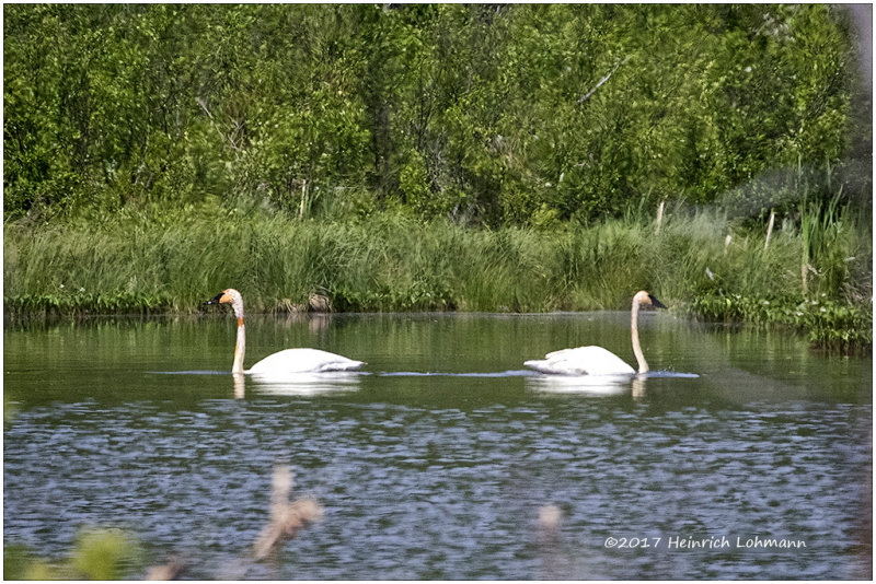 K413692-Tundra Swan.jpg