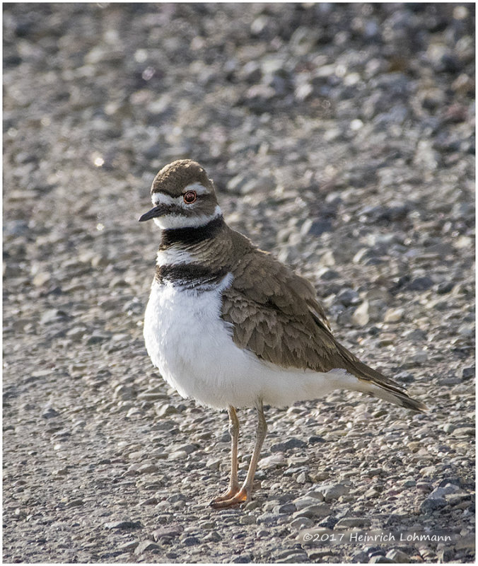 K414031-Kildeer.jpg
