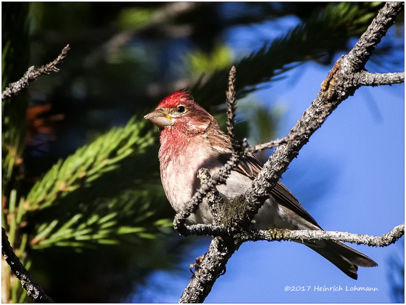 K414093-Cassins Finch-male.jpg