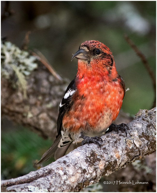 K414538-White-winged Crossbill.jpg