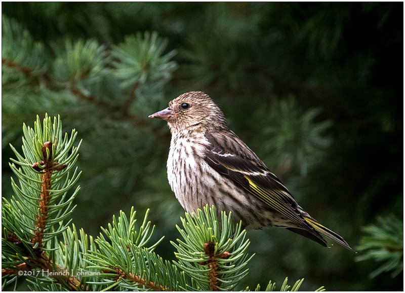 K414557-Pine Siskin.jpg