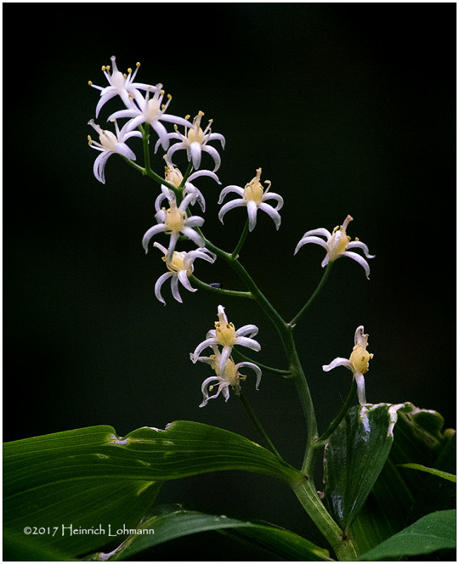 K412011-Star-flowered -Solomons Seal.jpg