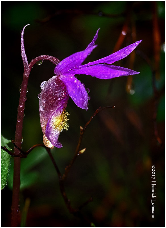 KS24341-Calypso Orchid.jpg