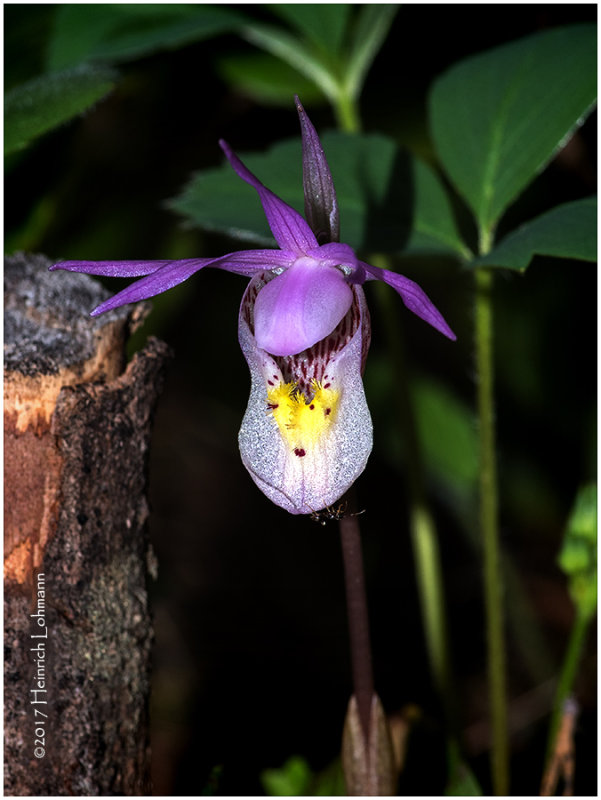 KS24438-Calypso Orchid.jpg
