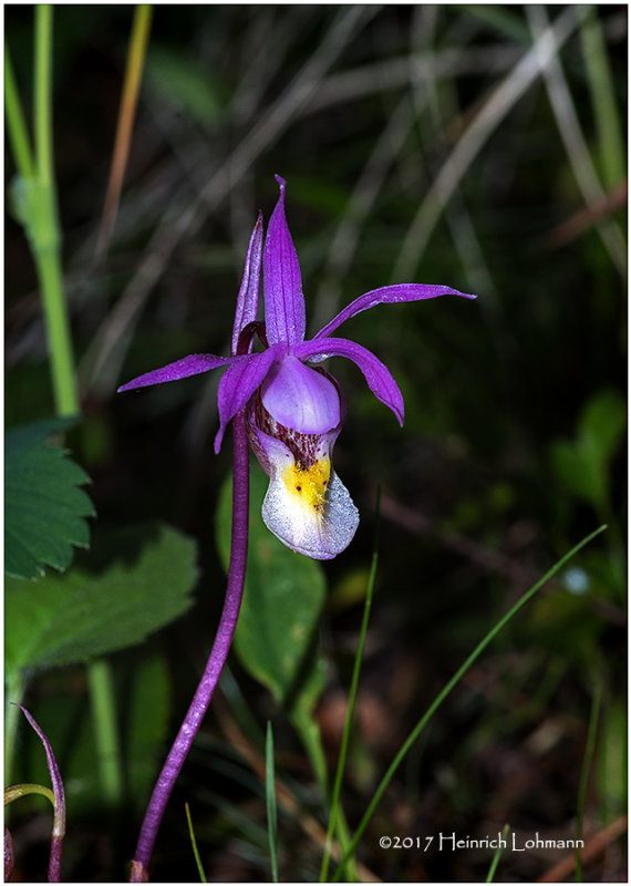 KS24928-Calypso Orchid.jpg