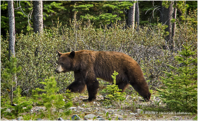K315896-Black Bear.jpg