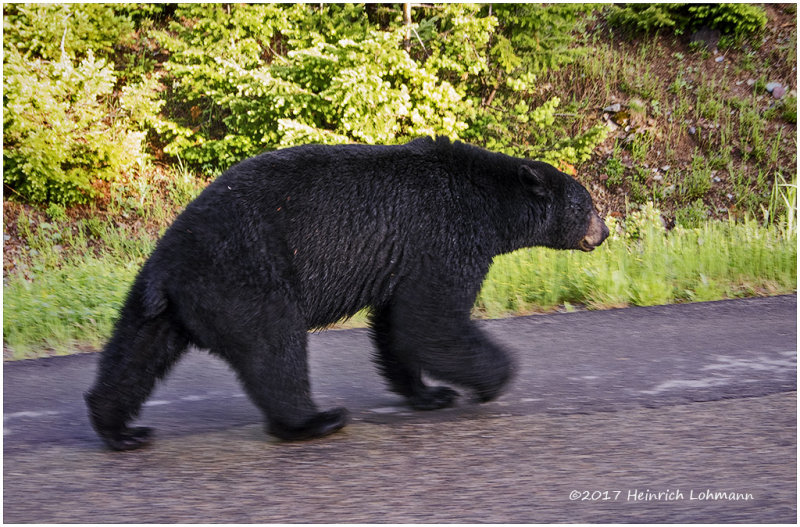 K316156-Black Bear.jpg
