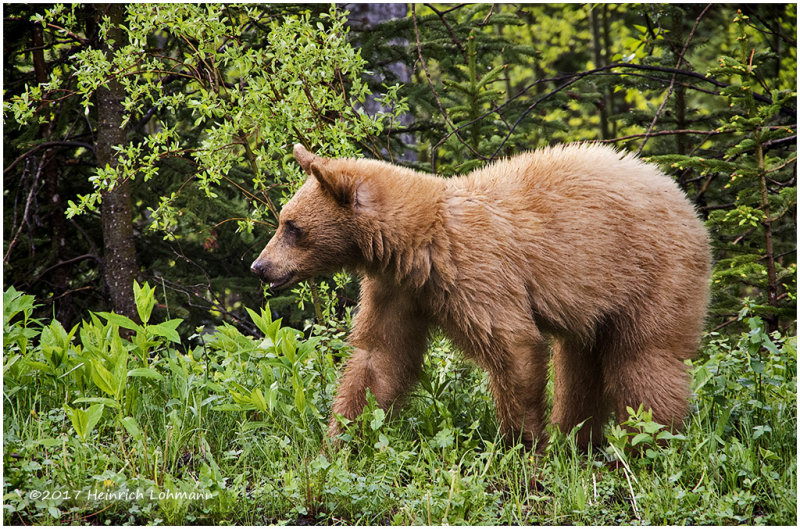 K316187-Black Bear.jpg