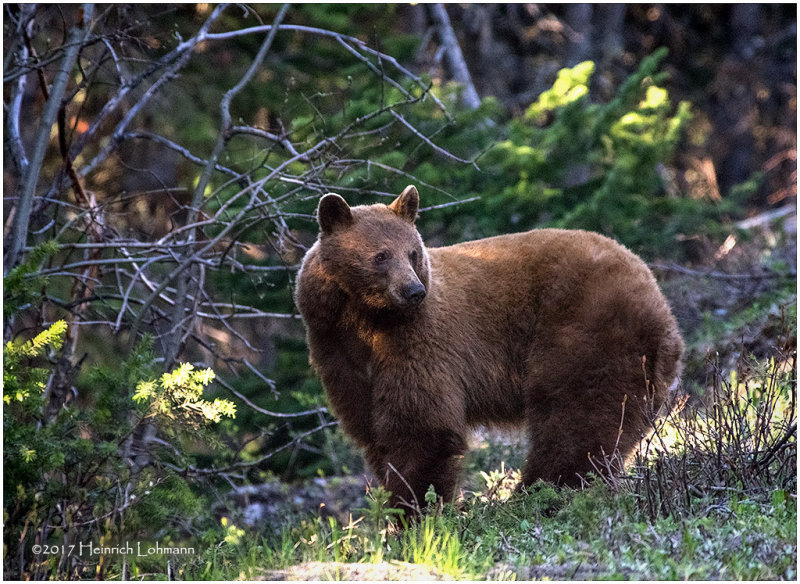 K410996-Black Bear.jpg