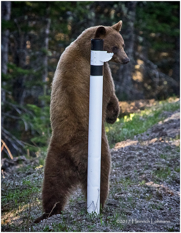 K411005-Black Bear.jpg