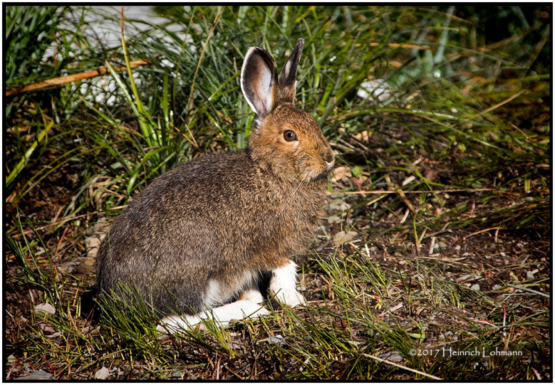 K411551-Hare.jpg