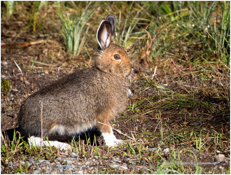 K411555-Hare.jpg