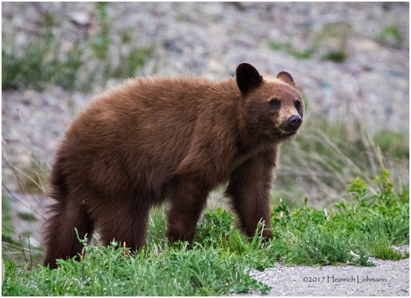 K411993-Black Bear.jpg