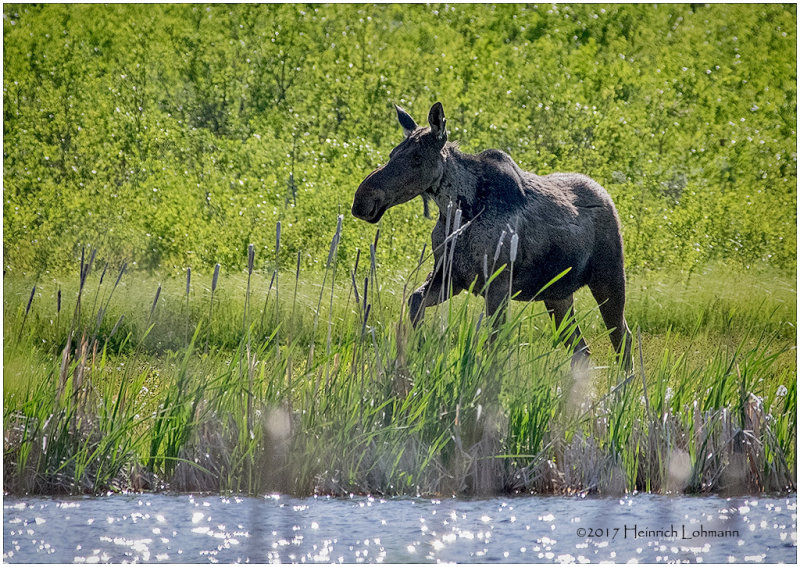 K412240-Cow Moose.jpg