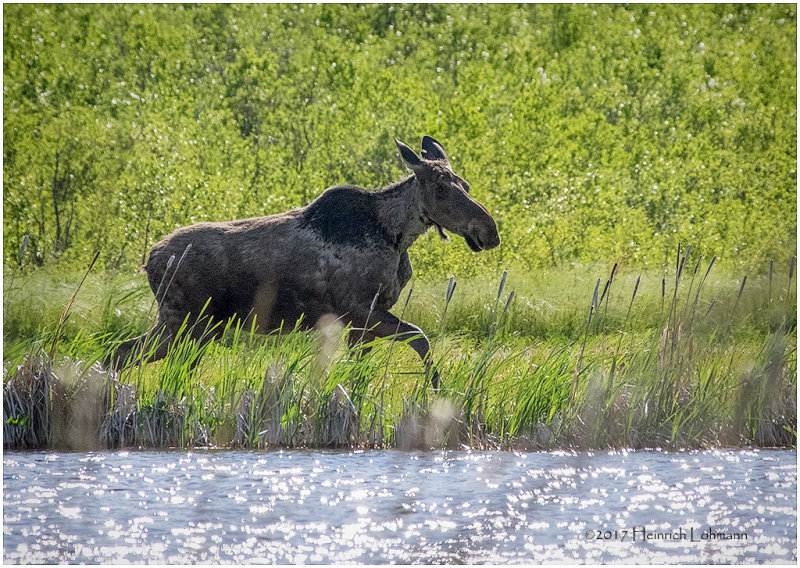 K412257-Cow Moose.jpg