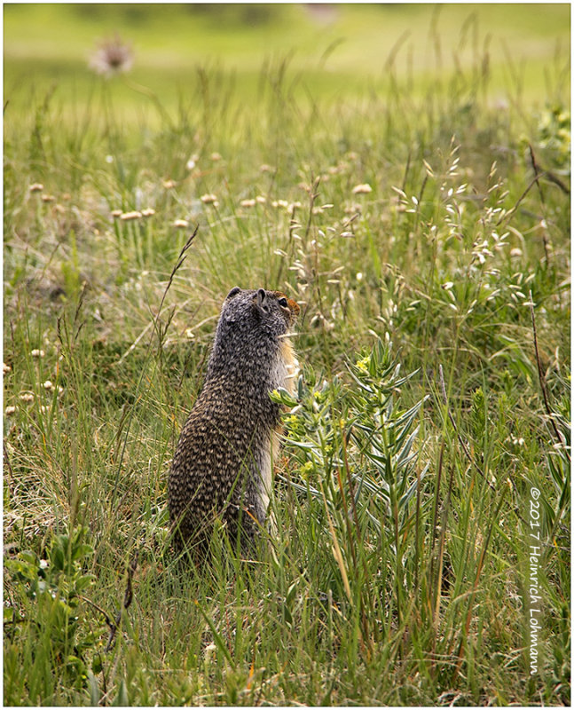 K316661=Ground Squirrell.jpg