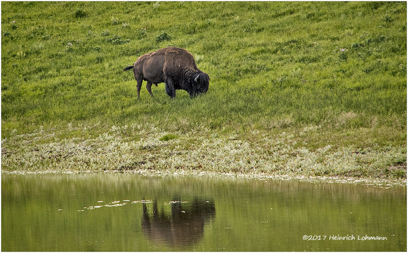 K316979-Bison.jpg