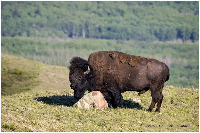 K410965-Bison.jpg