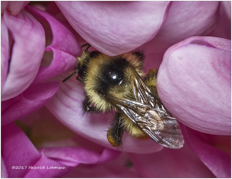 KS24966-Bee.jpg