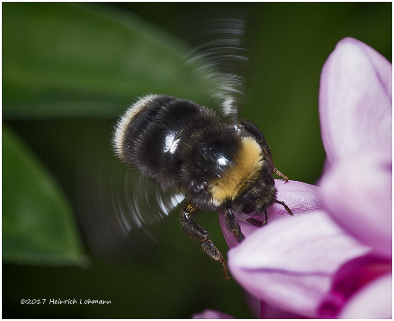 KS25034-Bee.jpg