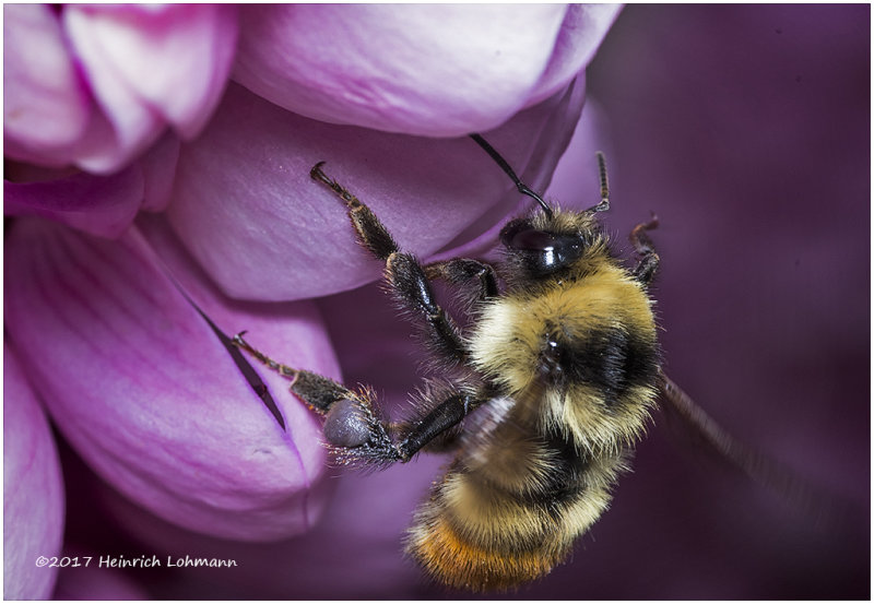 KS25089-Red-tailed Bumble Bee.jpg