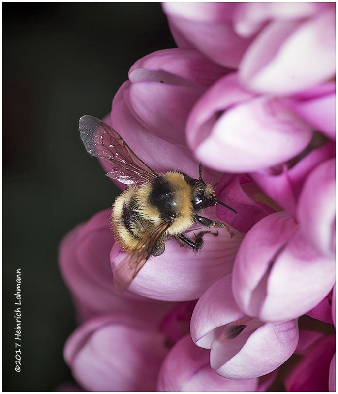 KS25094-Red-tailed Bumble Bee.jpg