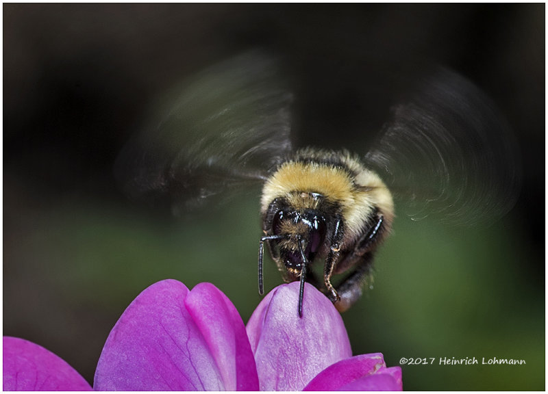 KS25115-Red-tailed Bumble Bee.jpg