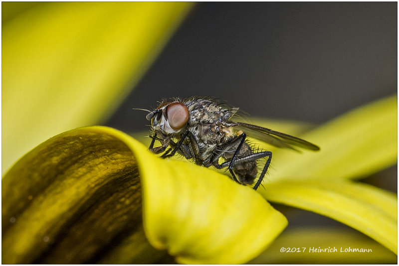 KS25423-tiny fly.jpg