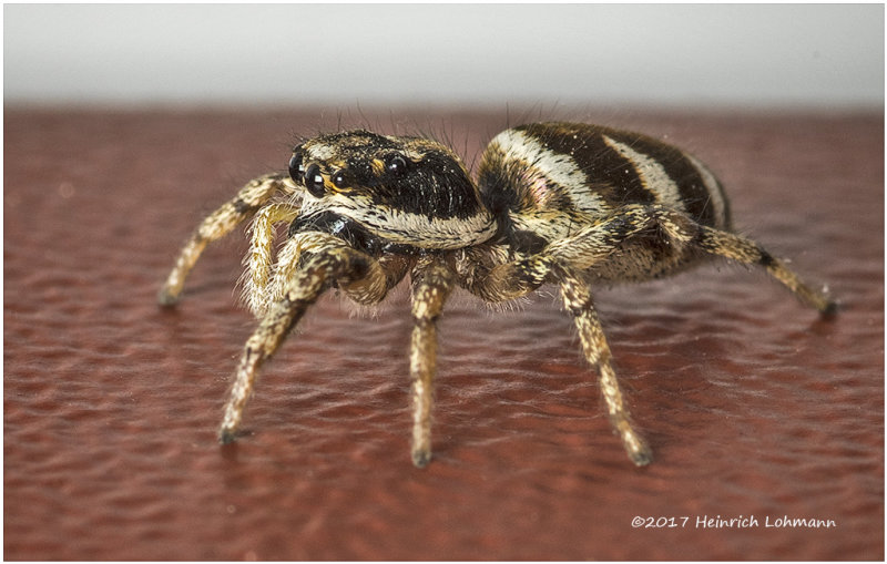 KS25486-Metaphid Jumping Spider.jpg
