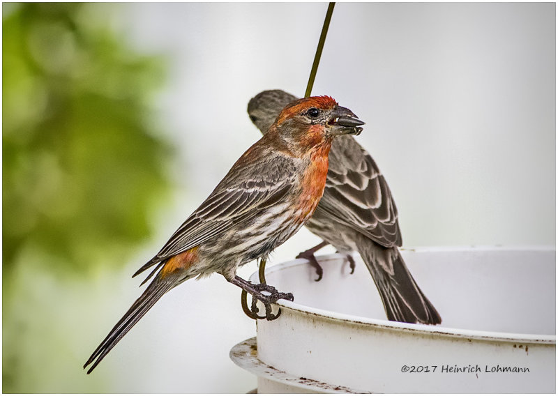 K414863-House Finch-male.jpg