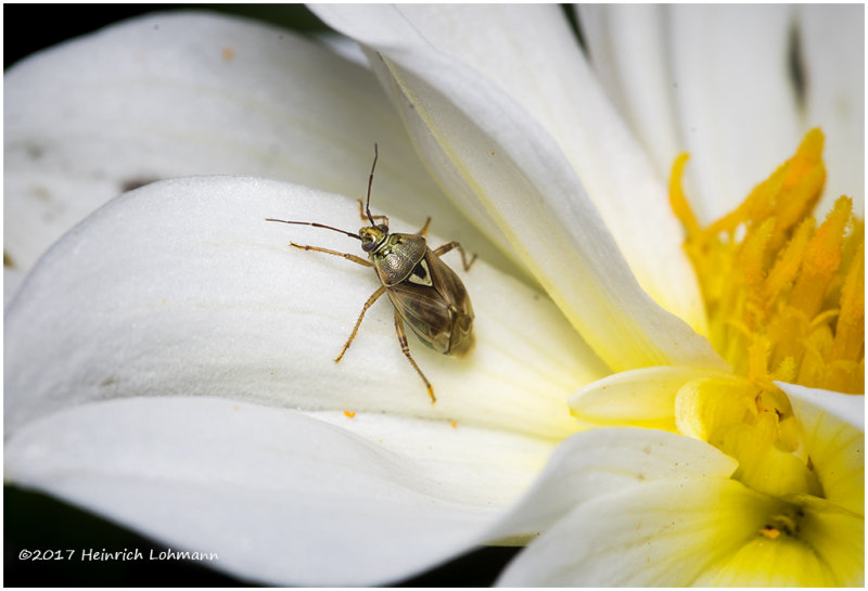 KS25719-Plant Bug.jpg