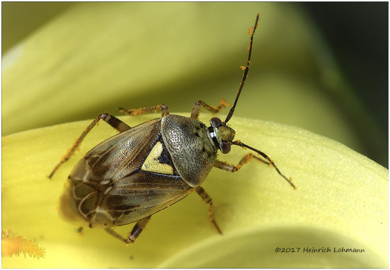 KS25678-Plant Bug.jpg