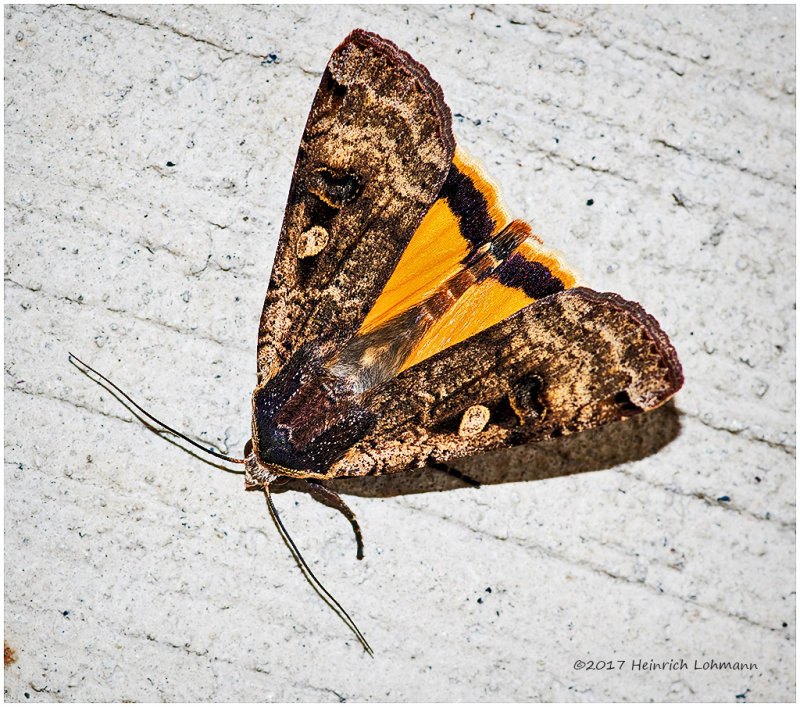 K317591-unidentified Moth.jpg
