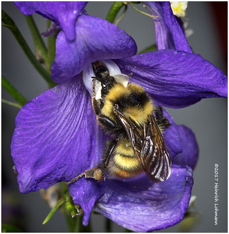K317614-Red-tailed Bumble Bee on Delphinium.jpg