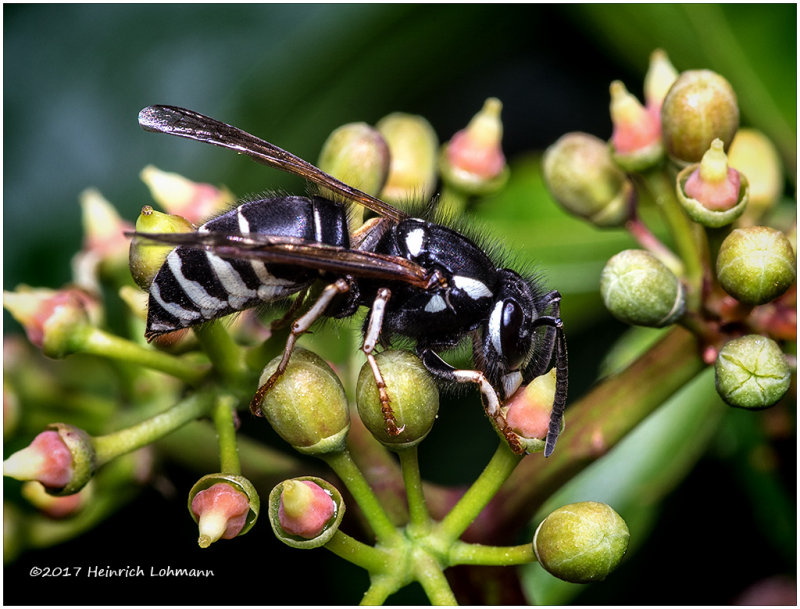 K317789-Bald-faced Hornet.jpg