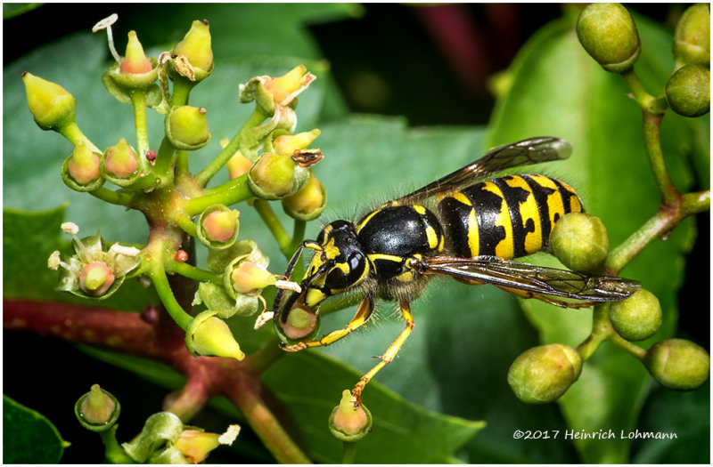 K317796-Sandhills Hornet.jpg