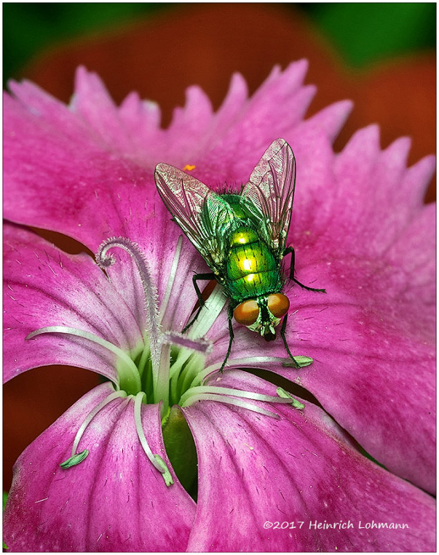 K318181a-Green Bottle Fly.jpg
