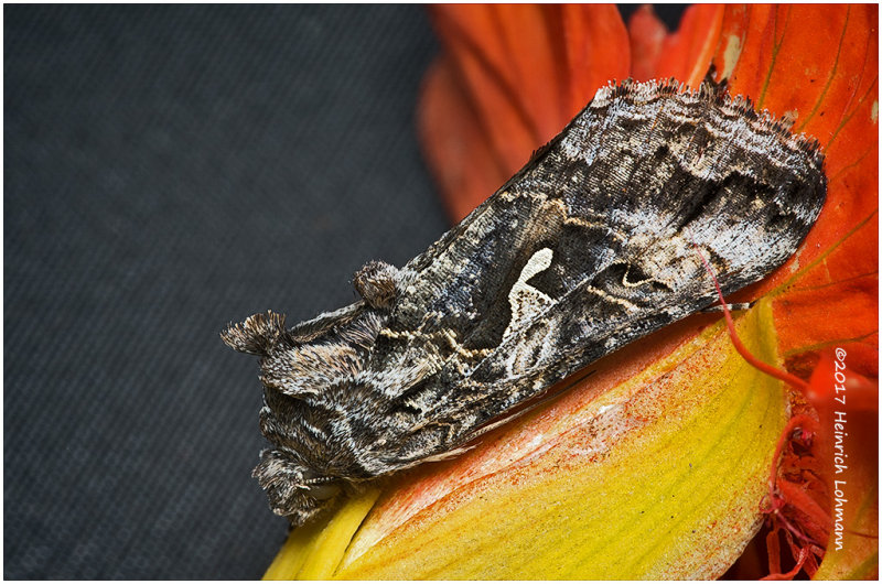 K318207-unidentified Moth.jpg