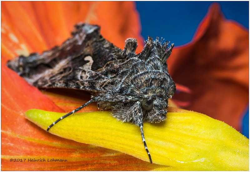 K318210-unidentified Moth.jpg