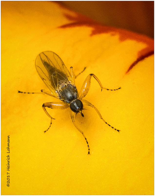 K318324-unidentified tiny insect.jpg