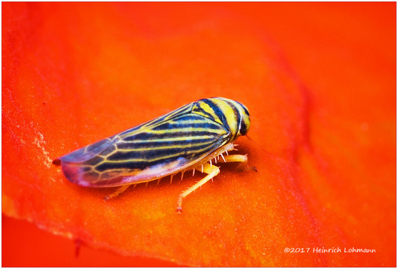 K318423-Leafhopper.jpg