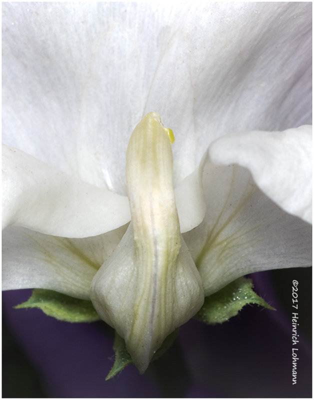 K318328-Sweet Pea.jpg