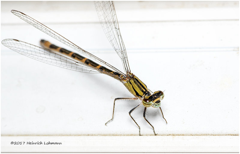 K318490-Damselfly.jpg