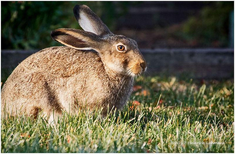 K410027-Rabbit.jpg